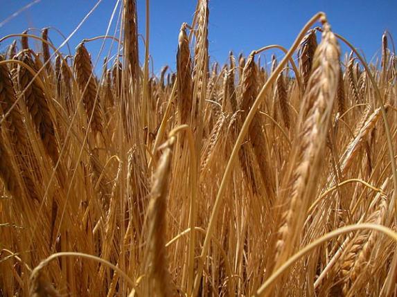 Qualité du blé et intempéries de l'été : l'AGPB demande l'avance des aides PAC