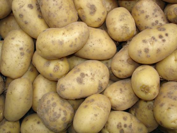 L'UNPT présente le PotatoData sur le terrain
