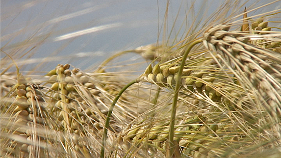 Les surfaces en orge de printemps grignotées par le blé tendre et l´orge d´hiver