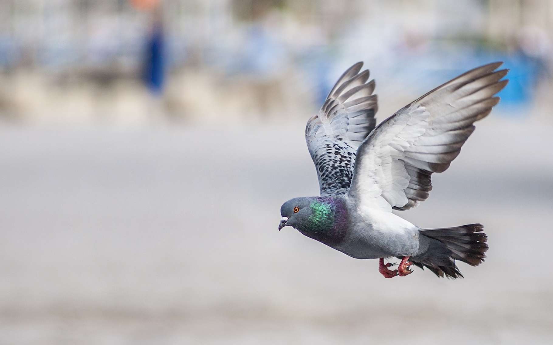 Rappel : conditions de tirs des pigeons et corvidés en mars