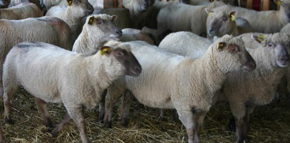 Une avance de 50% des aides Pac dans les filières ovine et caprine