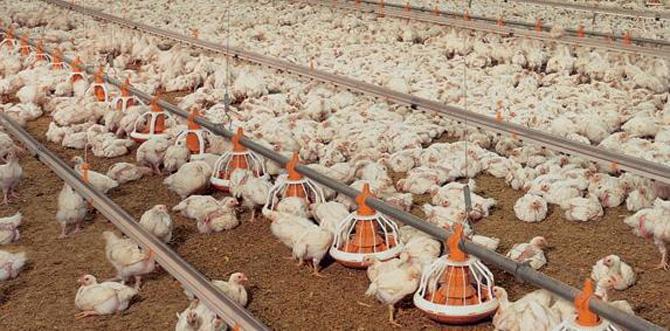 Portée par le poulet, la production de volailles croît sur les 3 premiers trimestres